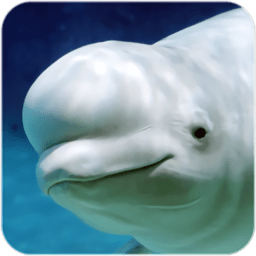 白鲸模拟器游戏(the beluga whale)